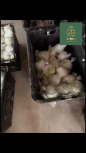 Agro 2L Baja AB PLUS Pati Extra booster Fertigasi Hidroponik&tanaman tanah Fertilizer AB hydroponic & soil planting