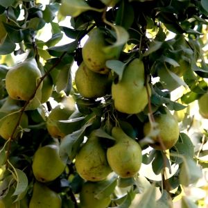 SUCCULENT PACKHAM PEARS IMPORTED FROM SOUTH AFRICA - PACK OF 5 - ISTANA ROYAL FRUITS