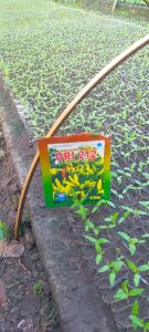 Benih Bibit Cabai Ori 212 F1 isi 10 Gram Expayed. 2026 (Terbaru Panjang)/Termurah Seindonesia/Perawatan Mudah/Anti Kriting (Puret)/Sangat Tahan Patek Busuk Buah/Disukai Pasar(Petani & Pedagang) Nilai Jual Tinggi/Tahan Simpan/100 % Ori Kemasan Pabrik