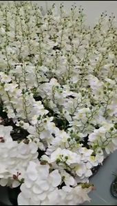 Home decoration plants Artificial orchid with vase Living room table decoration