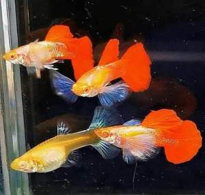 🔥CKH Aquatic🔥 Guppy Albino Platinum Dumbo 孔雀鱼白子白金大耳