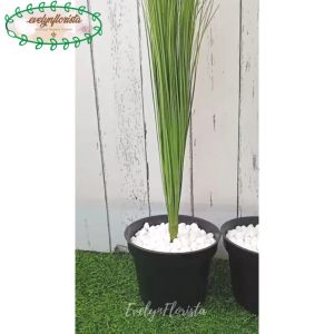 Tanaman Hias Bunga Ilalang Variasi Warna T65 Pot Dasar Hitam Dekorasi Ruangan Tamu