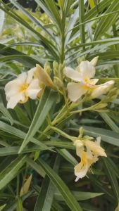 ยี่โถเหลือง กระถาง 11 นิ้ว ต้นสวยและแข็งแรง (กทม)