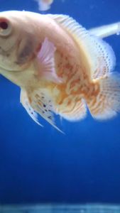 ALBINO TIGER OSCAR CICHCID