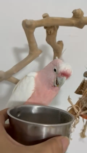 WeCare Freeze-dried Fruit Cubes 80g for parrot bird and pet treat