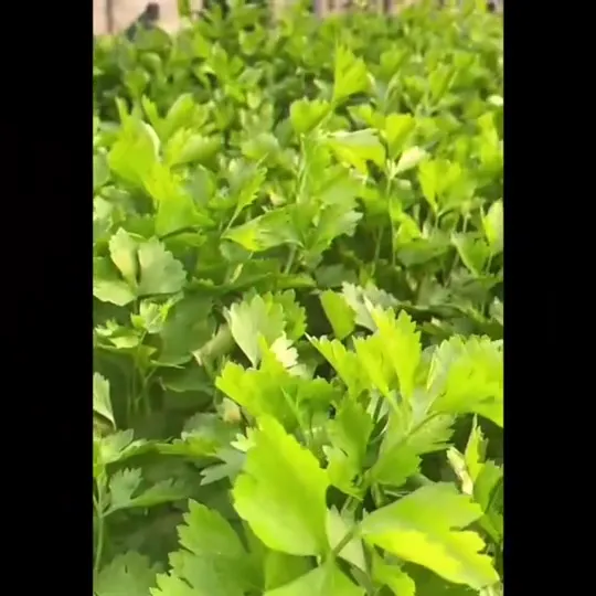 เมล็ดพันธุ์ผักชี สายสมร F1 S043 ตราศรแดง รากแข็งแรง กลิ่นหอม