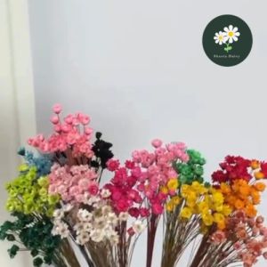 Dried Brazilian Daisy Flower Preserved 干花巴西小星花