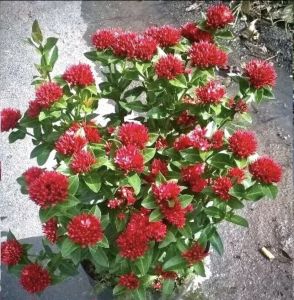 Cây mẫu đơn hoa đỏ lá nhỏ