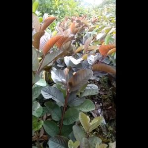 Bibit Tanaman Jambu Merah Australia Asli Okulasi Cepat Berbuah