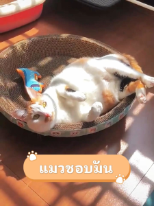 ที่ลับเล็บแมว รูปอ่าง ที่ฝนเล็บแมว ของเล่นแมว ทนทานต่อการสึกหรอและรอยขีดข่วน เป็นที่นอนแมวไปในตัว