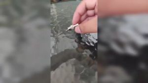 Glink หัวแปลง BNC female to RCA male สำหรับต่อสายแบบ RG6 (100ตัว) รับสมัครดีลเลอร์ทั่วประเทศ