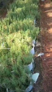 Hương thảo sấy lạnh 30gr Thảo Mộc ND