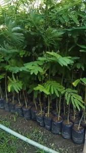 Benih Sengon Solomon Papua ±500 Butir & Kemasan Repack Alumunium Foil Cocok Agroforestri & Reboisasi