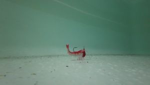 เหยื่อยาง LIVE SHRIMP SINKING : Weebass เหยื่อปลอม เหยื่อกุ้ง