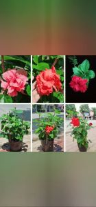 Cây bông bụp bông kép hoa đẹp như hoa hồng Minh Hân Garden