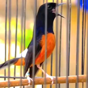 Pakan Burung Skm Kroto & Voer Halus Lembut: Makanan Murai Kacer Jentet Cendet Punglor Decu Perenjak Prenjak Cucak Robin