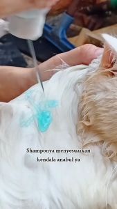 Clever Solutions - SHAMPOO ANTI FLEA & TICK (Shampoo Kucing Anti Kutu dan Anti Jamur Septimax Shampoo Kelinci Anjing Anabul)