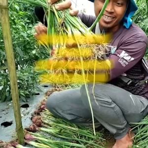 Benih Bawang Merah LOKANANTA Isi 500 Butir Cap Panah Merah