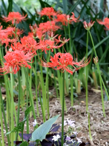 Combo 5 củ giống hoa bỉ ngạn nhiều màu - Kèm 5 viên nén xơ dừa ươm củ