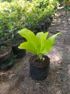 Philodendron Orlando Buy1 Take1‼️