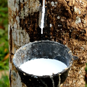 pupuk booster karet 100ml - mestabilkan ph tanah - meningkatkan hasil panen