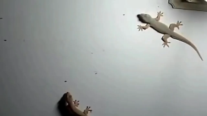 monqiqi ยากำจัดจิ้งจก ยาฆ่าจิ้งจก ไล่ตุ๊กแกถาวร ไล่ตุ๊กแก ครีมกำจัดจิ้งจก 8 ชิ้น/กล่อง ผลยาวนาน ปลอดภัยสำหรับคนและสัตว์เลี้ยง