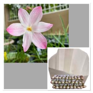 014.หัวดอกบัวดิน Pinky Check หัวละ 10 บาท ดอกหอม