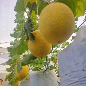 200 biji benih melon madu manis cepat tumbuh