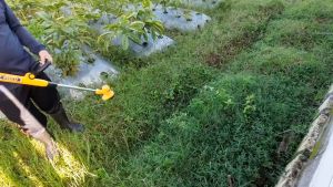 Cordless Grass Trimmer 20v INGCO CGTLI20301 Mesin Potong Rumput P20S