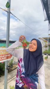 Anak Pokok Peanut Butter Fruit Plant (Kacang Amazon) Bunchosia Argentea Rare Exotic Live Plant Pokok Mentega Kacang 花生牛油果树苗 Hidup SHS Kebun