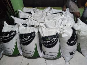 GRASS SEED - SIGNALGRASS / Biji rumput signal/bede 1karung / Brachiaria decumbens 25kg