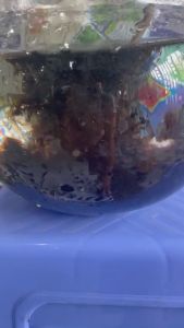 HUMIC 80 1KG DẠNG VẢY PHA 1000 LÍT NƯỚC MUA1TANG1VUARARE HÀNG NHẬP KHẨU 100%CAM KẾT CHẤT LƯỢNG