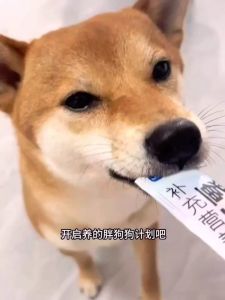 PET DOG TRAINING DOG STRIPS REWARD SNACKS MIXED FOOD CHICKEN DUCK SHARK CHONDROITIN(15G)宠物狗狗训练狗条奖励零食拌粮神器益生菌鸡肉鸭肉鲨鱼软骨素