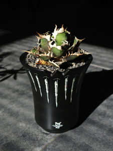 PND Original Black Holy Nail Luminous Root Tuber Flower Pot Trendy Ceramic Succulent Plant Agave Big Mouth Basin