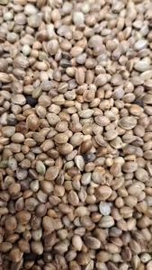 ฮวยมั้ว เกรดA เนื้อแน่น สำหรับฝึกนก อาหารนกแก้ว สะอาด ร่อนฝุ่นทุกถุง (แบ่งขาย 200กรัม / 500กรัม / 1กิโลกรัม)