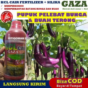 Pupuk Pelebat Bunga dan Buah Terong Terbaik KCL GAZA 500ML Mempercepat Pertumbuhan Terong Ungu ORI