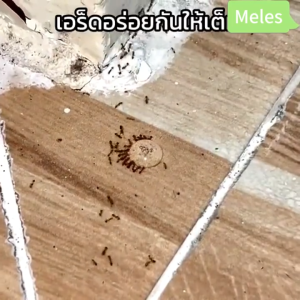 ANT BAIT PRO แอนท์ เบท โปร เจลกำจัดมด