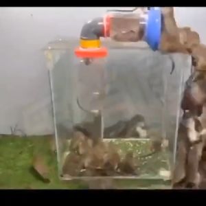 10 เท่าหนู หนูแห้งตายข้างนอก เบื่อหนู ฆ่าหนู เบื่อหนู กำจัดหนู เบื่อหนูแห้ง กำจัดหนูบ้าน ฆ่าหนูแห้ง กำจัดหนูบ้าน เบื่อหนูแรง หนูฆ่า ฆ่าหนู แรงๆ ยาฆ่าหนู ยาเบื่อ หนู ราคาพิเ�� 10 ตรง