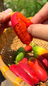 Hạt giống cây bình bát dây - gói 20 hạt - VTNT1