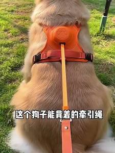 Hadassah | Adjustable Anti-Shock Chest & Leash Combined Dog Leash