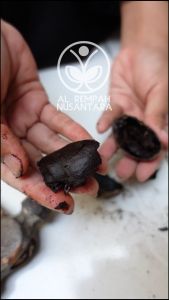 Kluwak / Kluwek Gunung Merapi 1KG - Bumbu Rawon