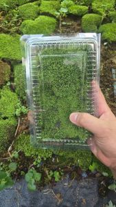 Rêu Miniffiss Dưỡng Xanh Đẹp(hộp 1 lớp) Trang Trí Tiểu Cảnh Hồ Cá Terrarium Chất Lượng Tự Nhiên