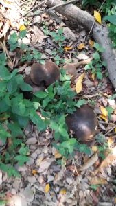 เชื้อเห็ดตับเต่าเข้มข้น เห็ดห้่า เห็ดผึ้ง เมื่อลงเชื้อแล้ว เชื้อเกาะติดกับรากต้นไม้แล้ว ไม่ต้องลงเชื้ออีกเลยคะ แค่ดูแลรักษารดน้ำ