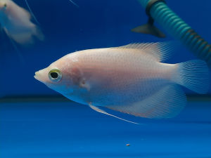 3inch Golden Gourami (Kaloi Emas) 金加雷鱼 - 2pcs per pack