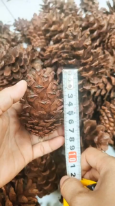 Quả Thông Khô Trang Trí Nhà Cửa Decor