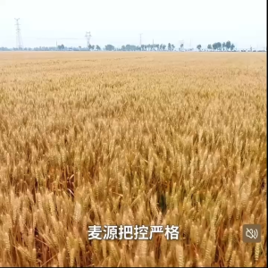 JinShaHe Multi Purpose Wheat Flour 1kg High Protein Flour Low Gluten Bread Flour 金沙河多用途麦芯小麦粉高筋面粉低筋面粉