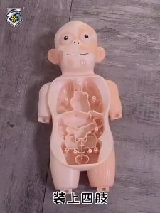 Educational Learning DIY Assembled Body Organ Medical Montessori Teaching Tools 3D Puzzle Human Body Anatomy Model Toy Childrens Toy
