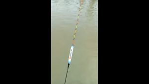 ชิงหลิว อ้อจีบ ยาว 25 ซม สายรั้ง กินดิบ คุณภาพ สวยๆ มีหมายเหตุการณ์: งานอ้อจีบ, หางตัน, ยาว 25 ซม, สายรั้ง, เสริมความสวยๆ