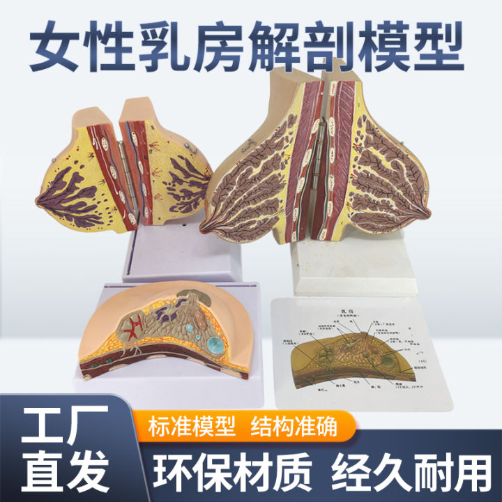 Mô Hình Vú Phụ Nữ Cho Giáo Dục Và Huấn Luyện Trong Giai Đoạn Cho Con Bú ...