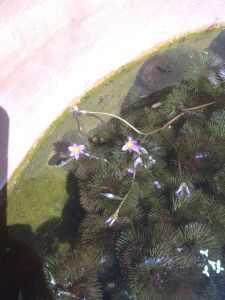 Combo 5 Nhánh Rong La Hán Thủy Sinh Giứp Lọc Nuớc Trang Trí Hồ 🐟